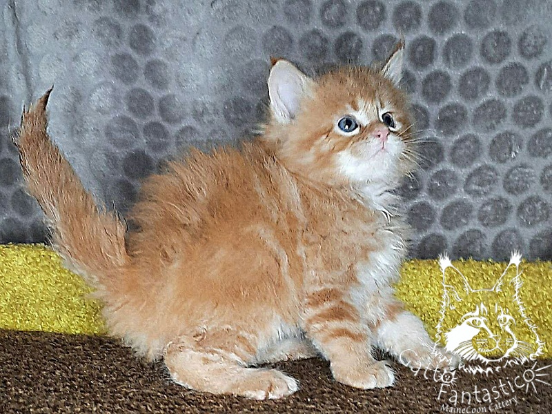 Gatto Fantastico Westa - Кошеня мейн-кун 1 місяць 2 тижні