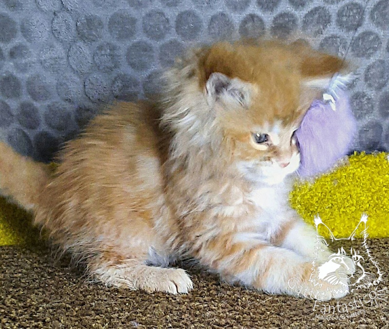 Gatto Fantastico Westa - Кошеня мейн-кун 1 місяць 2 тижні