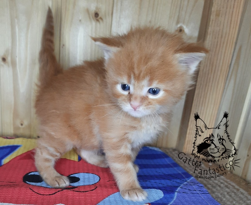 Gatto Fantastico Westa - Кошеня мейн-кун 3,5 тижні