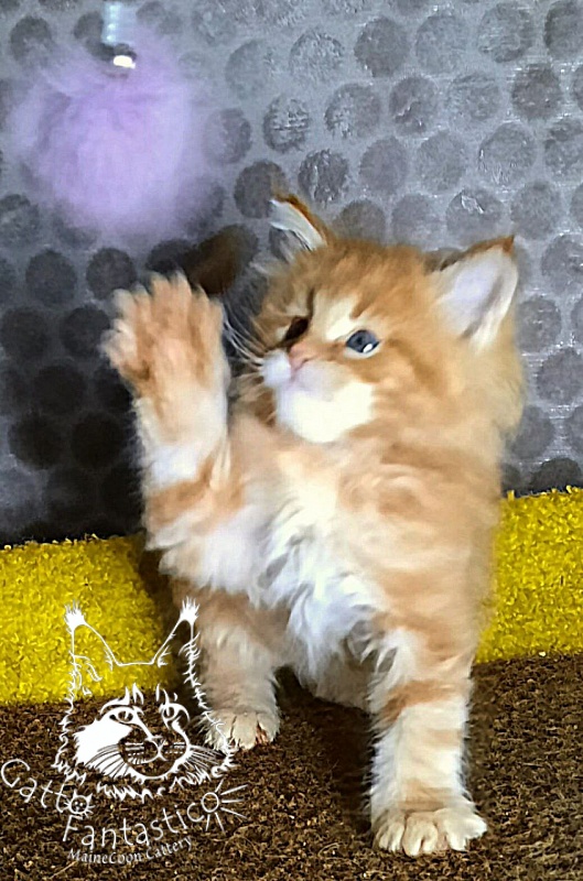 Gatto Fantastico Westa - Кошеня мейн-кун 1 місяць 2 тижні