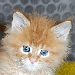 Gatto Fantastico Westa