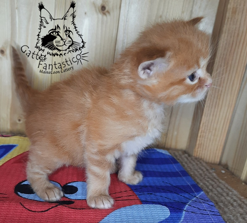 Gatto Fantastico Westa - Кошеня мейн-кун 3,5 тижні