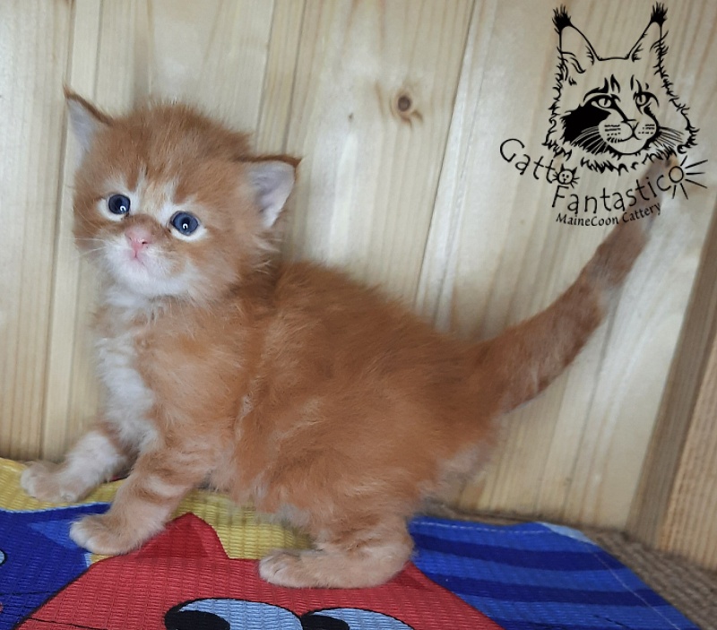 Gatto Fantastico Westa - Кошеня мейн-кун 3,5 тижні
