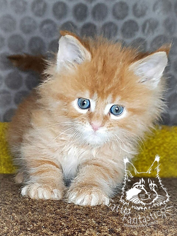 Gatto Fantastico Westa - Кошеня мейн-кун 1 місяць 2 тижні
