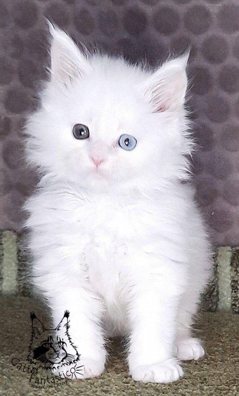 Gatto Fantastico Xavi - Кошеня мейн-кун 1 місяць 1,5 тиждень