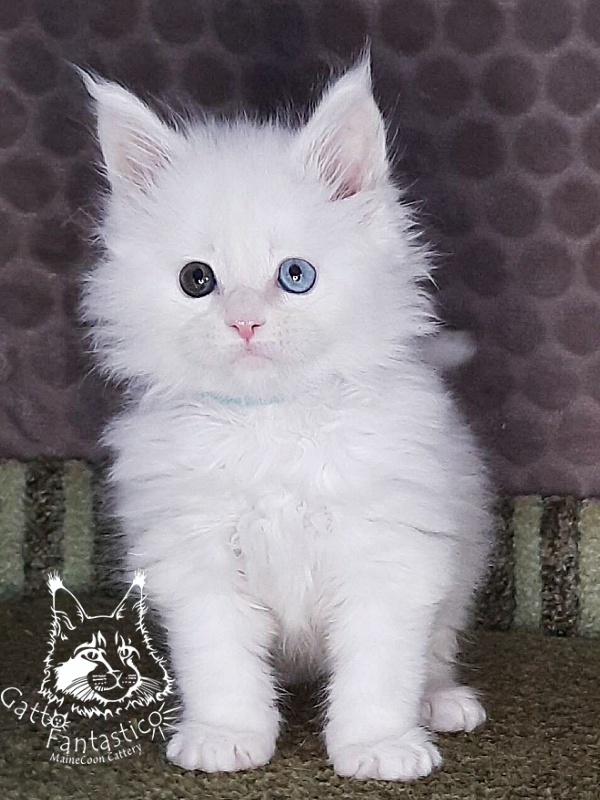 Gatto Fantastico Xavi - Кошеня мейн-кун 1 місяць 1,5 тиждень