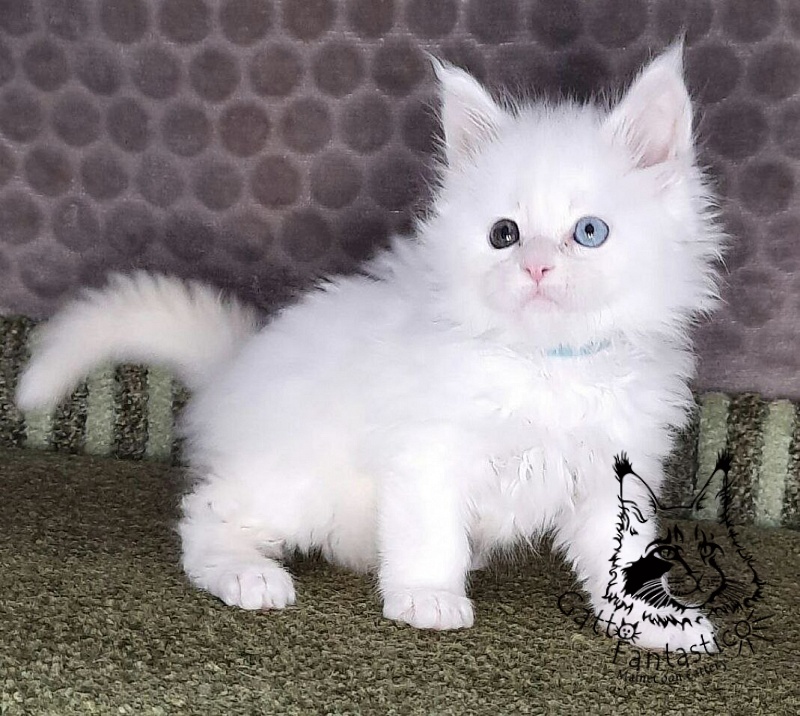 Gatto Fantastico Xavi - Кошеня мейн-кун 1 місяць 1,5 тиждень