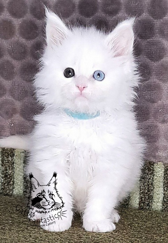 Gatto Fantastico Xavi - Кошеня мейн-кун 1 місяць 1,5 тиждень
