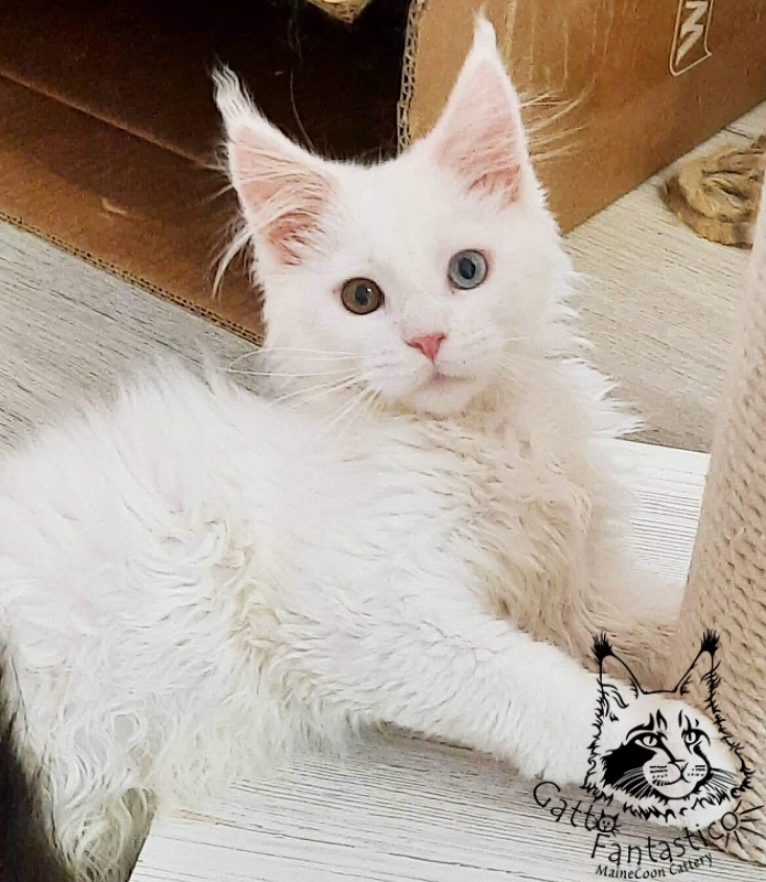 Gatto Fantastico Xavi - Кошеня мейн-кун 4 місяця 0,5 тижнів