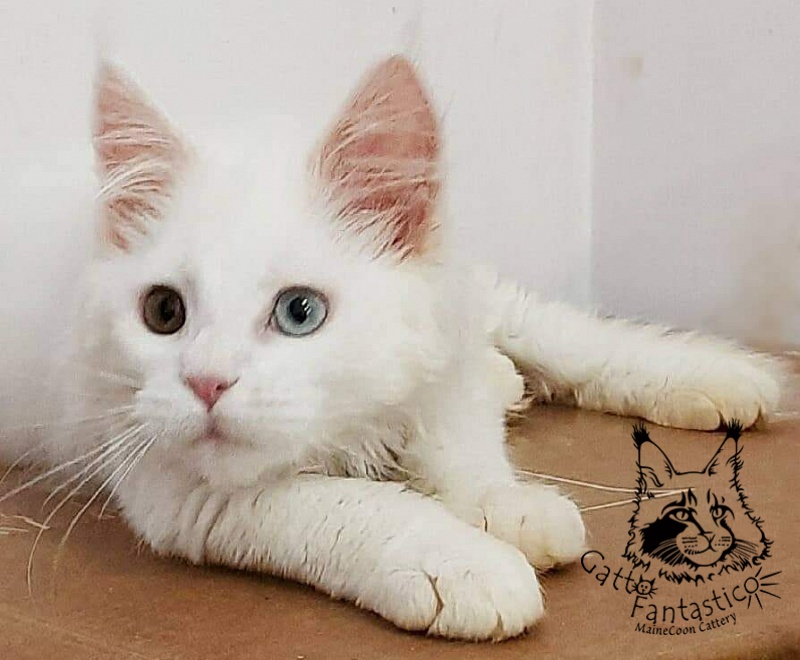 Gatto Fantastico Xavi - Кошеня мейн-кун 4 місяця 0,5 тижнів