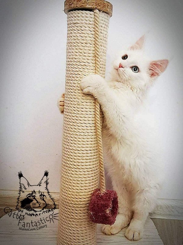 Gatto Fantastico Xavi - Кошеня мейн-кун 4 місяця 0,5 тижнів