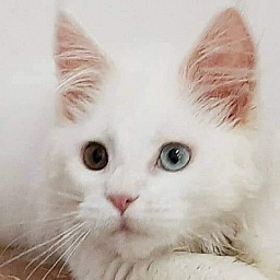 Gatto Fantastico Xavi