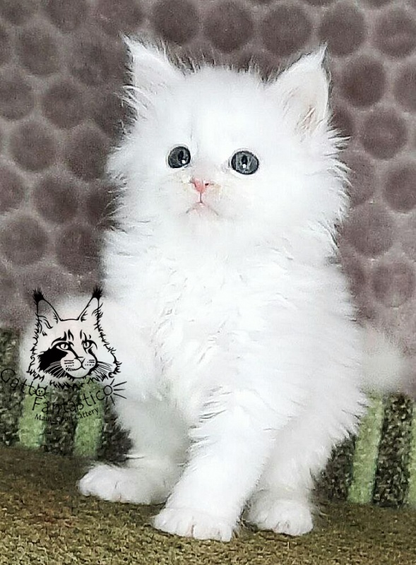Gatto Fantastico Xanny - Kitten maine-coon 1 month 1.5 week