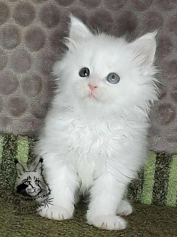 Gatto Fantastico Xanny - Kitten maine-coon 1 month 1.5 week