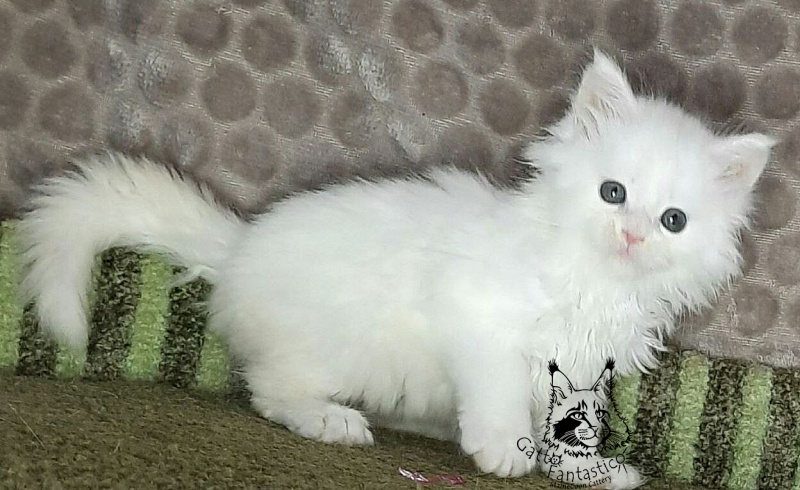 Gatto Fantastico Xanny - Kitten maine-coon 1 month 1.5 week
