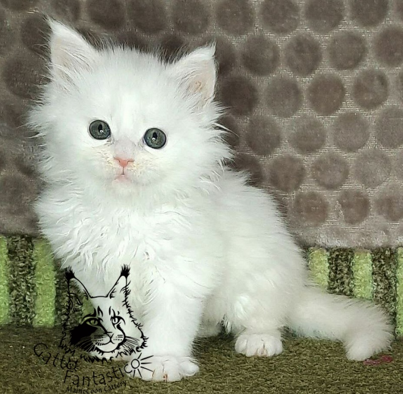 Gatto Fantastico Xanny - Kitten maine-coon 1 month 1.5 week