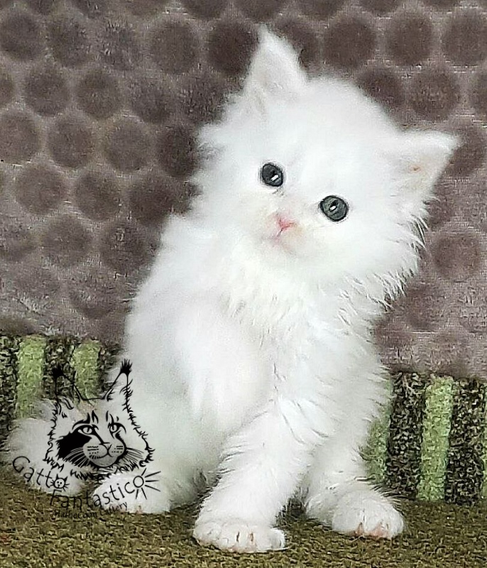 Gatto Fantastico Xanny - Kitten maine-coon 1 month 1.5 week