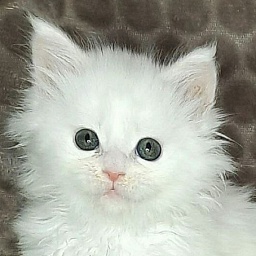 Gatto Fantastico Xanny