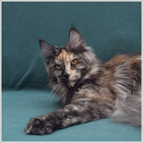 Mainelynx Hester - maine-coon 01/01/2000