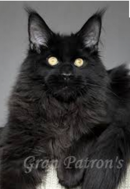 Belmicoon Iron Raven - maine-coon