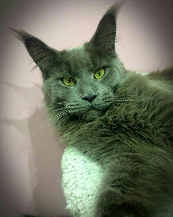 Granpatron's Okeana Blue - maine-coon