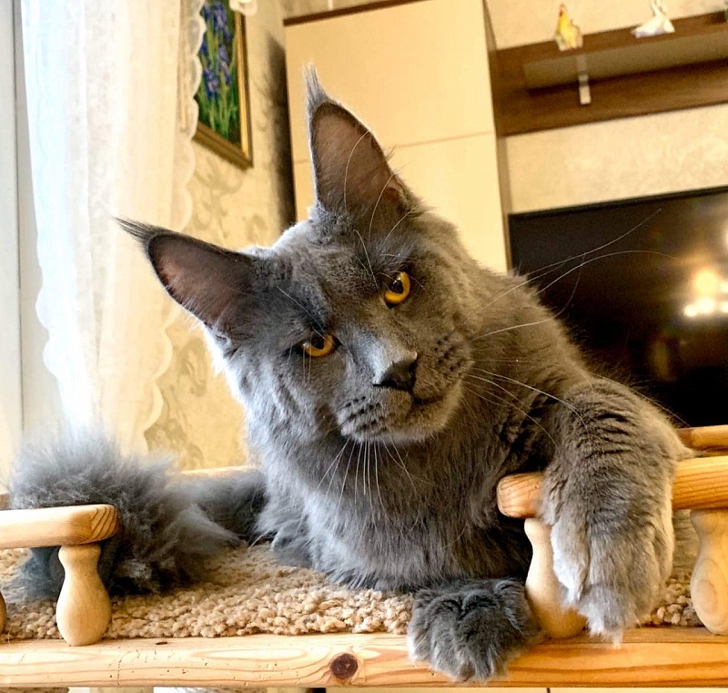 Fluffytails Quick - maine-coon