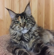 Captain Coon's Angel