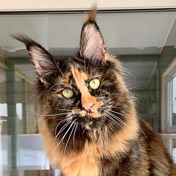 Fluffytails Louise