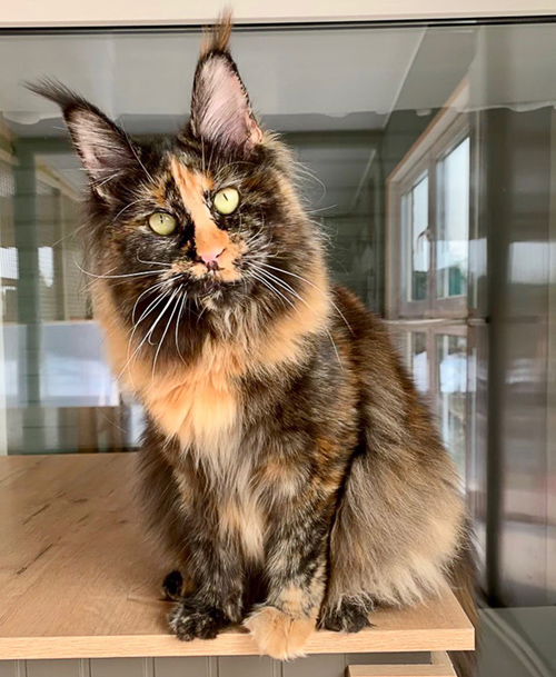Fluffytails Louise - maine-coon