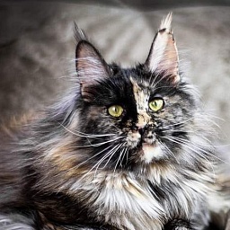 Fluffytails Orkhideya
