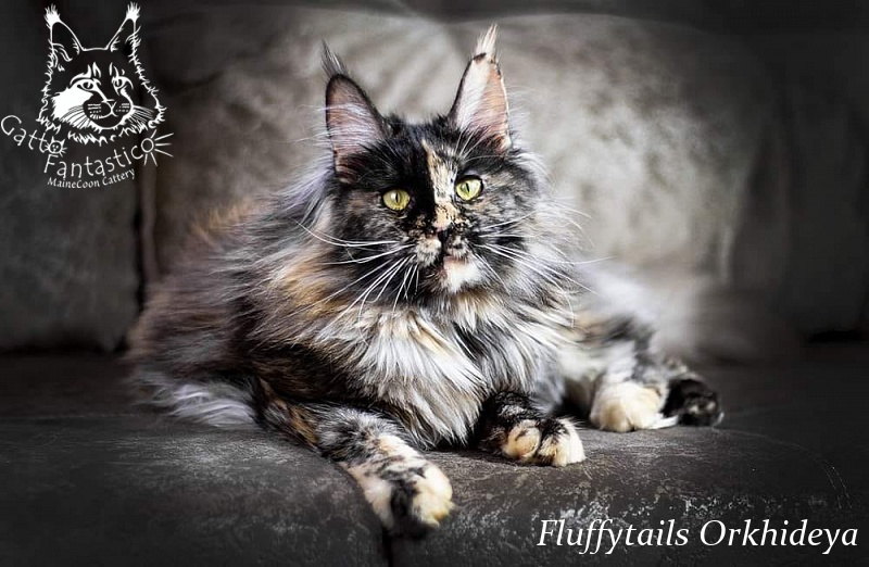 Fluffytails Orkhideya - maine-coon