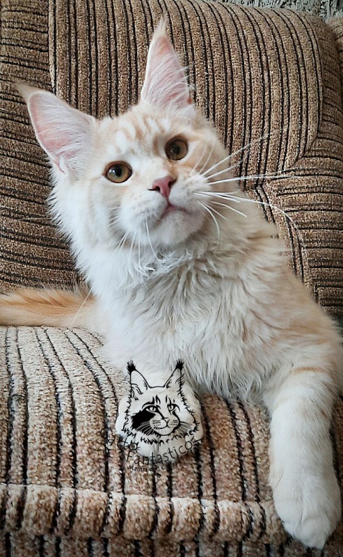 Gatto Fantastico Abrams - Kitten maine-coon 5 months 2 weeks