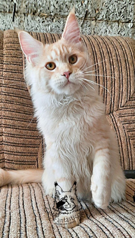 Gatto Fantastico Abrams - Kitten maine-coon 5 months 2 weeks