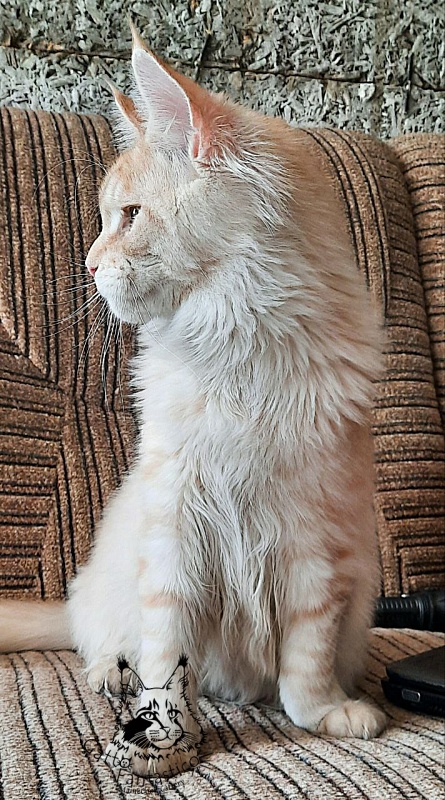 Gatto Fantastico Abrams - Kitten maine-coon 5 months 2 weeks