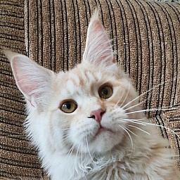 Gatto Fantastico Abrams