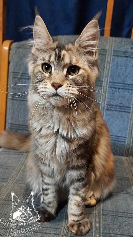 Gatto Fantastico Amazonka - Junior maine-coon 7 months 3 weeks