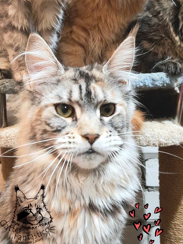 Gatto Fantastico Amazonka - Junior maine-coon 8 months 0.5 weeks