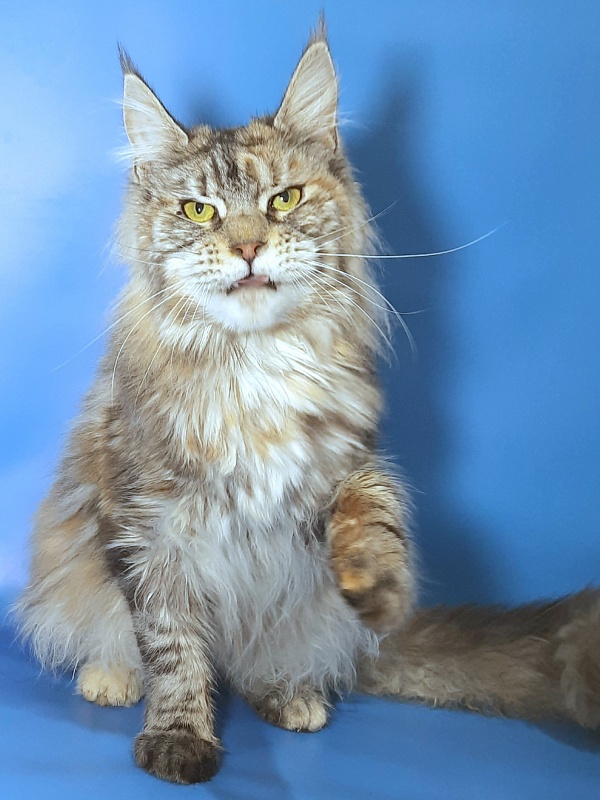 Gatto Fantastico Amazonka - Adult maine-coon 10 months 3.5 weeks