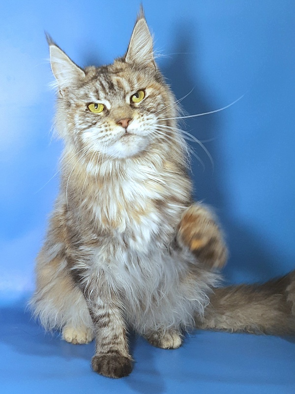 Gatto Fantastico Amazonka - Adult maine-coon 10 months 3.5 weeks