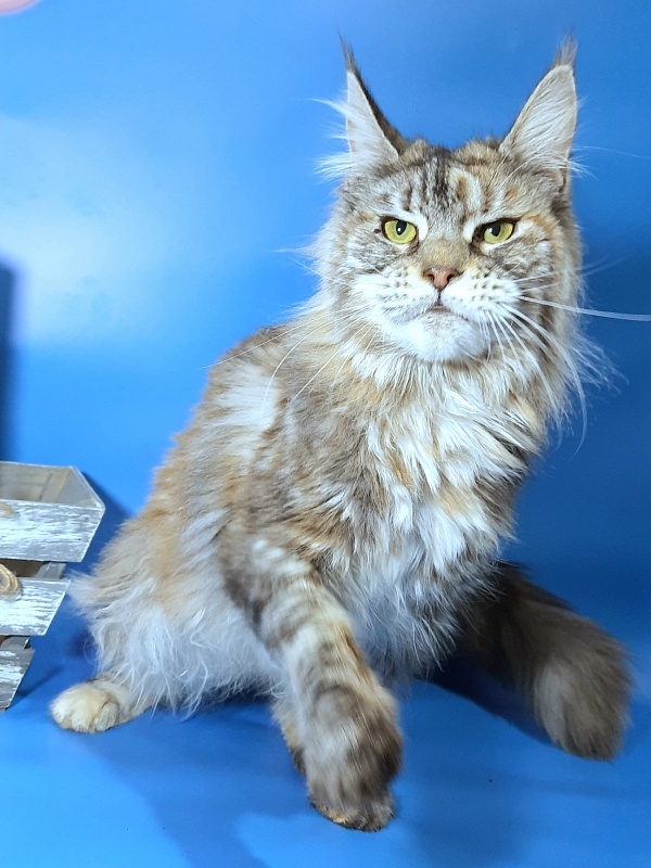 Gatto Fantastico Amazonka - Adult maine-coon 10 months 3.5 weeks