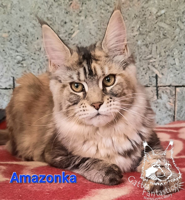 Gatto Fantastico Amazonka - Kitten maine-coon 5 months 2 weeks