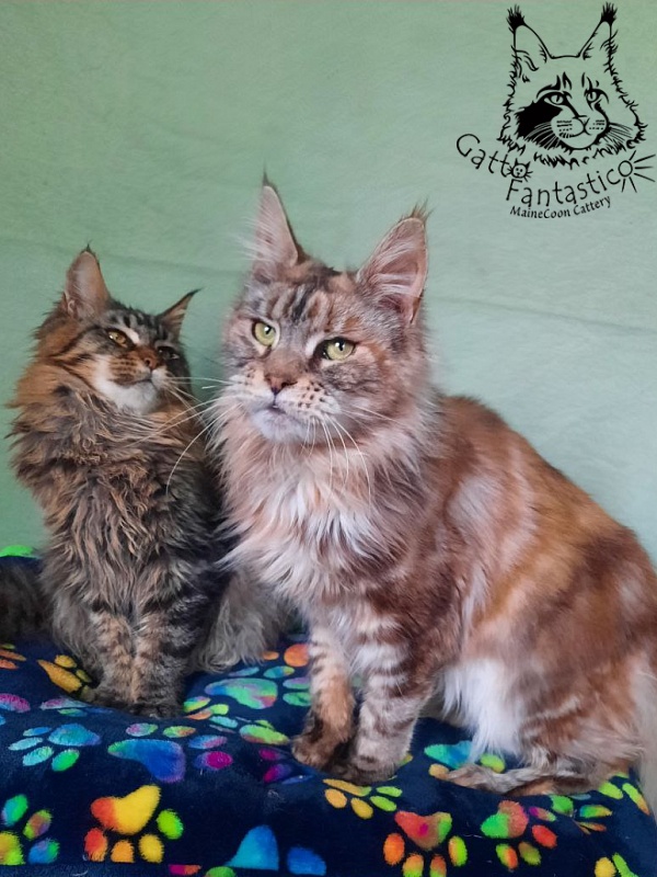 Gatto Fantastico Amazonka - Adult maine-coon 1 year 8 months 2.5 weeks