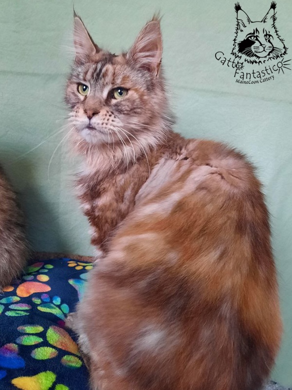 Gatto Fantastico Amazonka - Adult maine-coon 1 year 8 months 2.5 weeks
