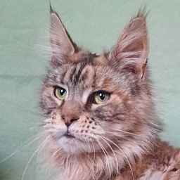 Gatto Fantastico Amazonka