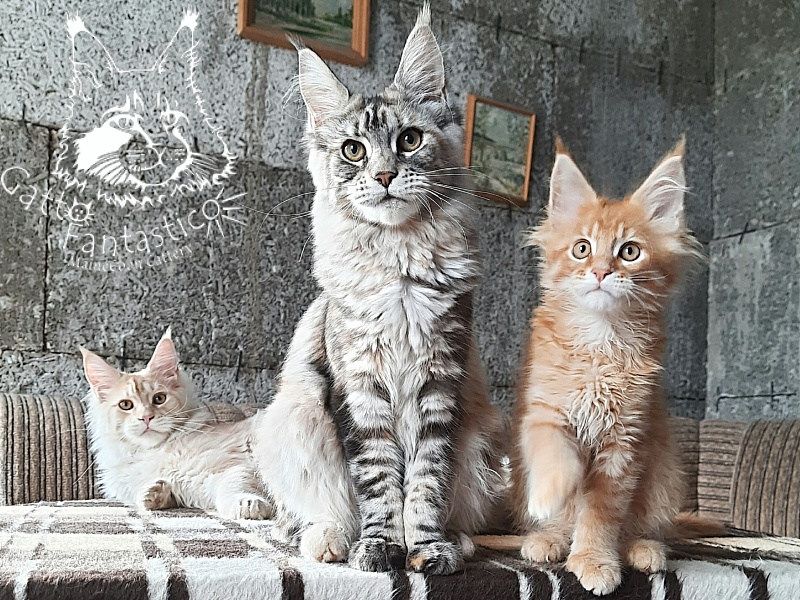 Gatto Fantastico Amazonka - Kitten maine-coon 5 months 4 weeks
