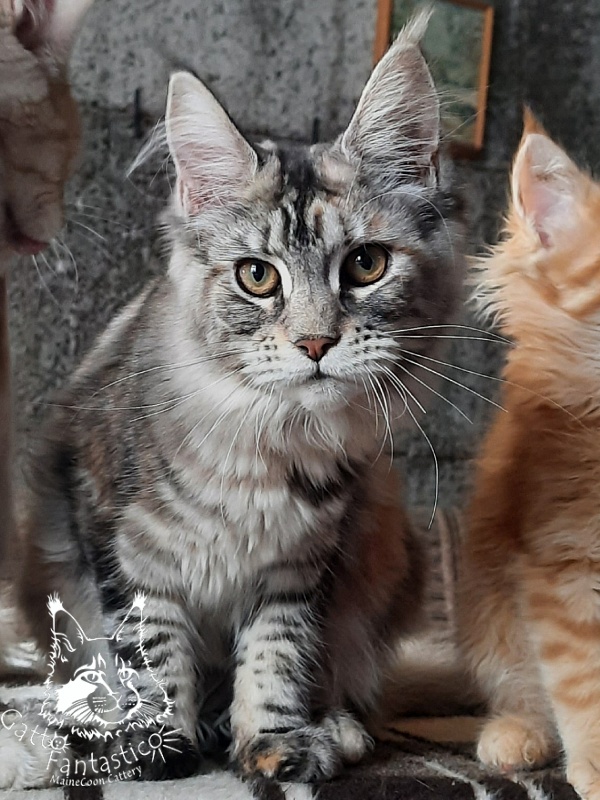 Gatto Fantastico Amazonka - Kitten maine-coon 5 months 4 weeks