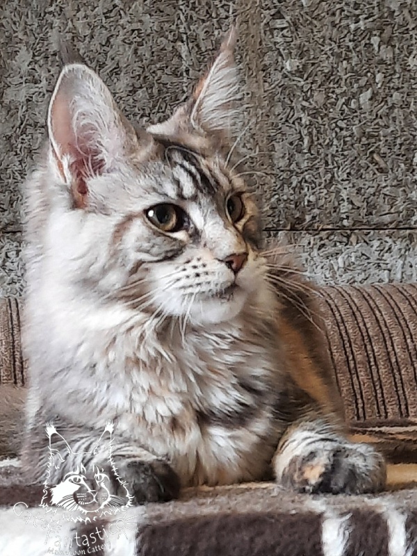 Gatto Fantastico Amazonka - Kitten maine-coon 5 months 4 weeks