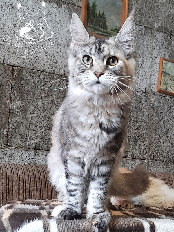 Gatto Fantastico Amazonka - Kitten maine-coon 5 months 4 weeks