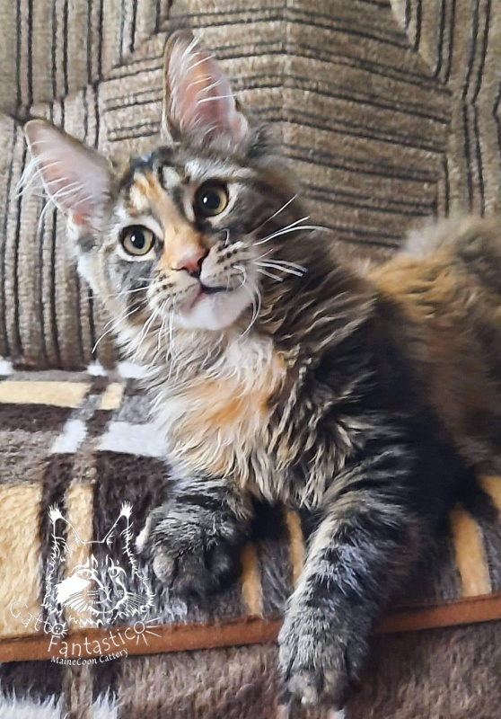 Gatto Fantastico  Arizona - Kitten maine-coon 4 months 3 weeks