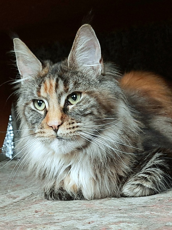 Gatto Fantastico  Arizona - Adult maine-coon 1 year 7 months